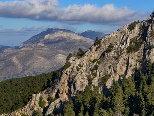 Explorez le Pinsapar, forêt unique de pins espagnols