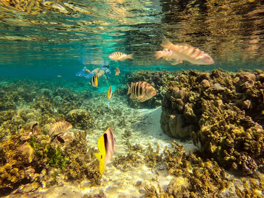 Explorez ces magnifiques jardins de corail sous-marins