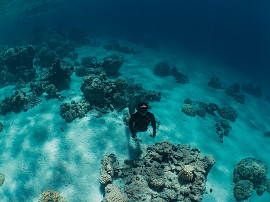 Plongez sur Garuae à la rencontre des requins