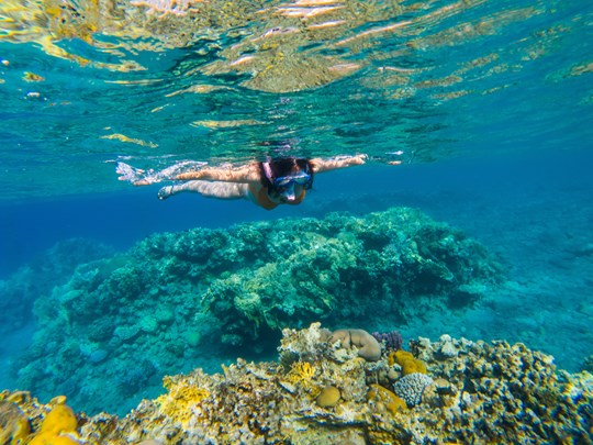 Appréciez les panoramas sous-marins coralliens et spectaculaires