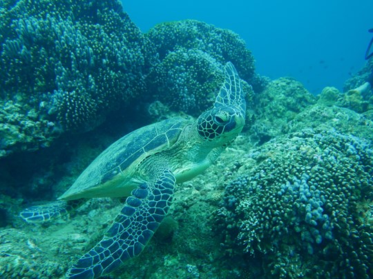 Kakeromajima, île des Satsunan, archipel Amami
