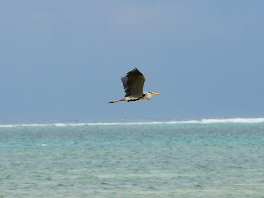 Héron cendré survolant Mombasa beach