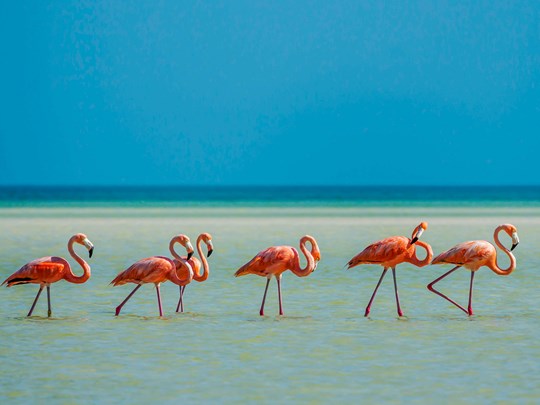 Admirez les flamants roses