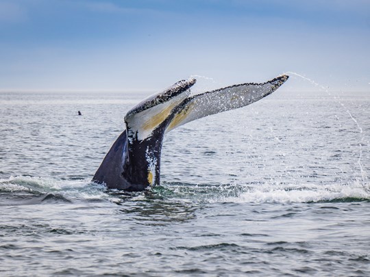 Admirez les baleines à Tadoussac