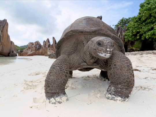 L'île Curieuse et ses centaines de tortues marines