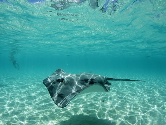 Nagez avec les raies dans une eau turquoise