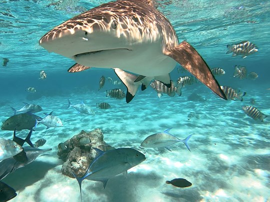 L'aquarium polynésien à vos pieds