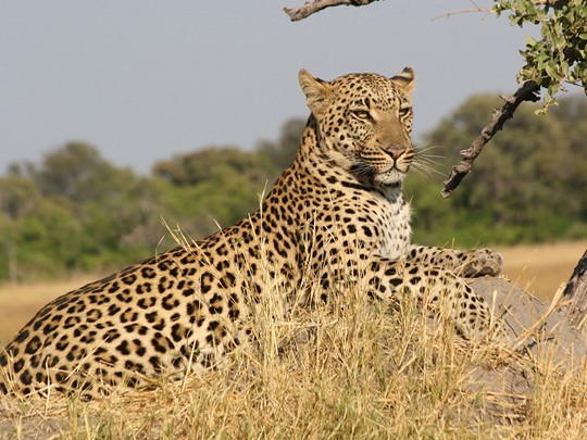 Les léopards des plaines de Serengeti