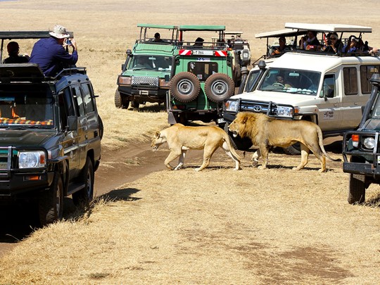 Safari dans le cratère de Ngorongoro en Tanzanie 
