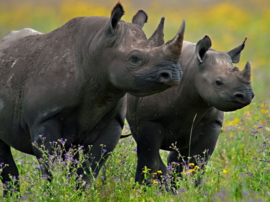 Les rhinocéros du Ngorongoro en Tanzanie
