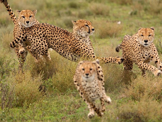 Les léopards du Ngorongoro en Tanzanie