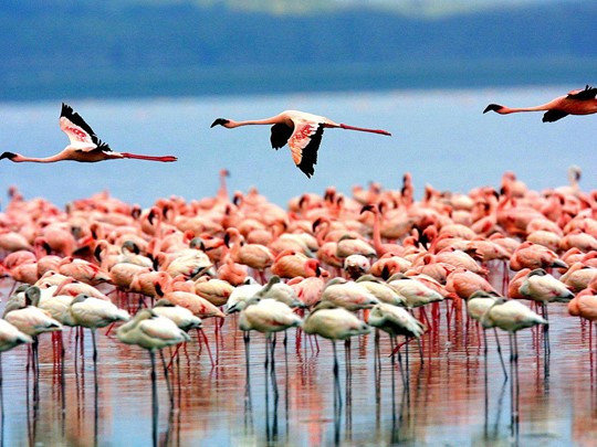 Vue des flamands rose du lac Manyara