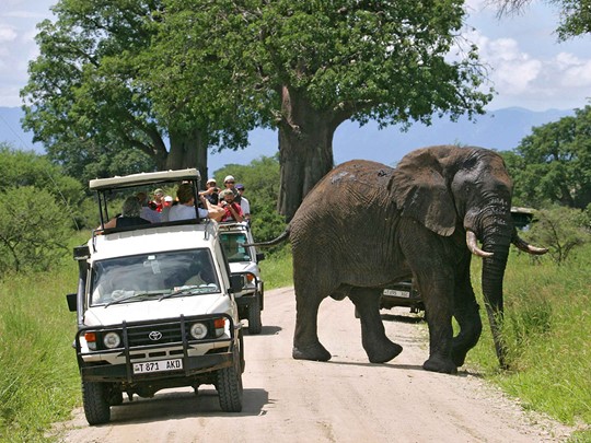 Safari dans le parc de Tarangire en Tanzanie