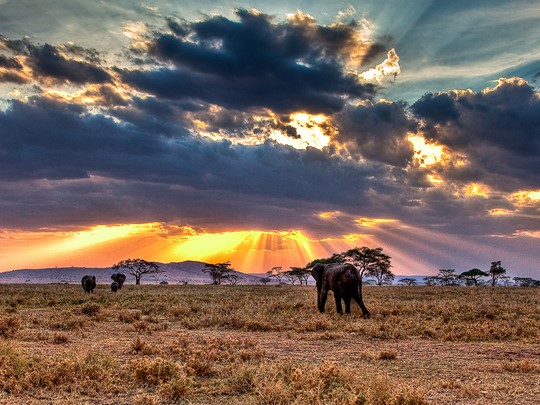 Vue des éléphants du Serengeti en Tanzanie