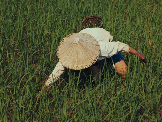 Les rizières de Mai Chau dans le nord du Vietnam
