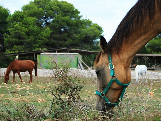 La vie à la campagne 