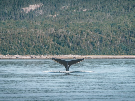 Admirez les baleines depuis le pont de votre bateau