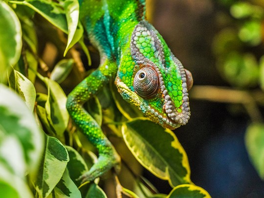 Partez à la découverte de la faune et la flore Malgache