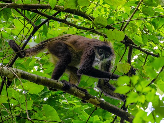  Explorez l'habitat naturel des singes-araignées