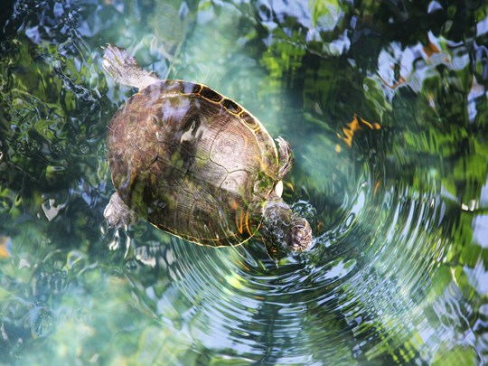 Plongez dans des eaux cristallines au milieu des tortues