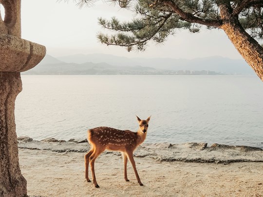 Les daims de Miyajima