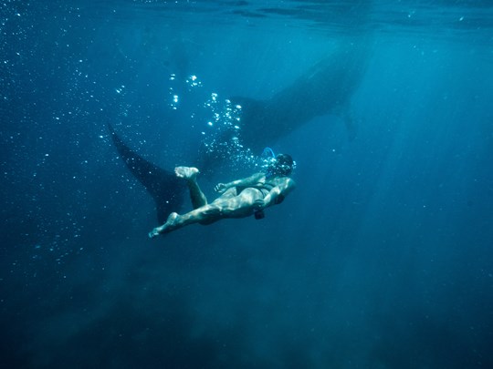 Nager avec les requins baleines