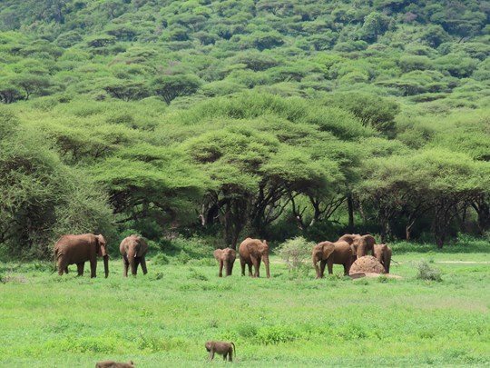 Le cratère du verdoyant du Ngorongoro en Tanzanie