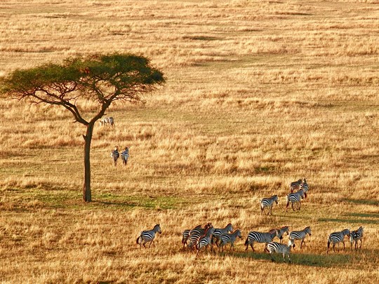 La savane peuplée d'une faune sauvage