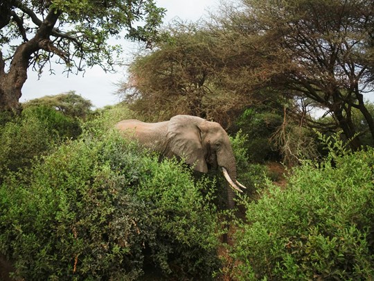 Appercevez les éléphants dans leur habitat naturel 