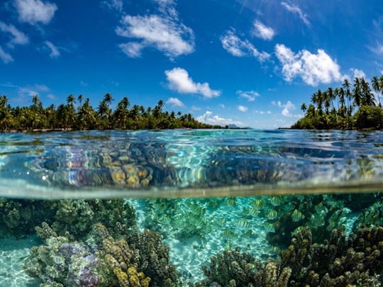 Nagez avec une variété de poissons tropicaux