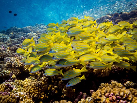 Observez les poissons évoluer dans une danse sous-marine