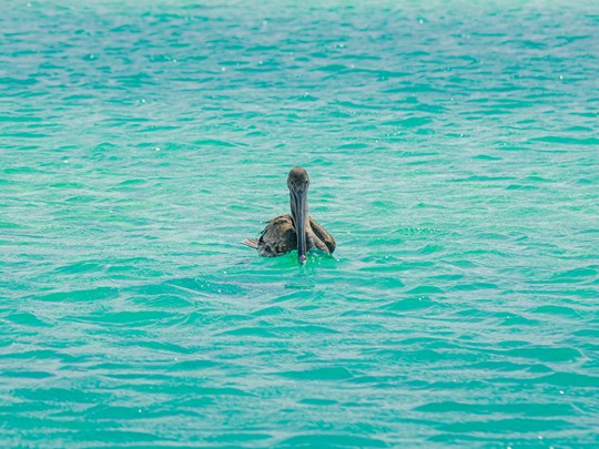 Observez les pélicans nager sur cette eau turquoise