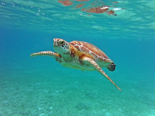 Sous l'eau, des tortues de mer majestueuses
