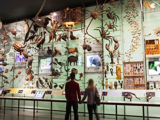 L'American Museum of Natural History, le légendaire Musée d’Histoire Naturelle de New York