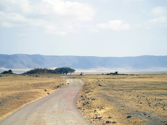 Dans les plaines de Tanzanie