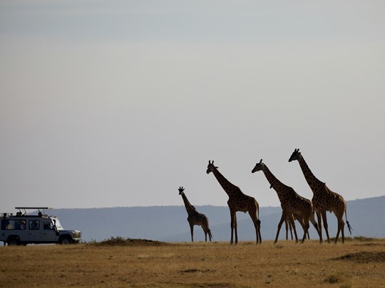 Les girafes en Afrique au fil des safaris