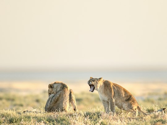 Rencontrez les lions en Afrique