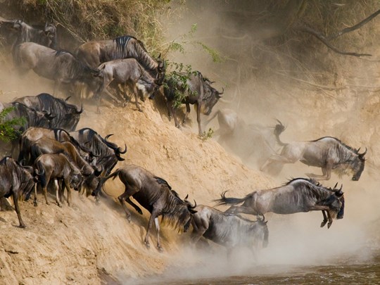 Une rencontre magique avec les animaux sauvages