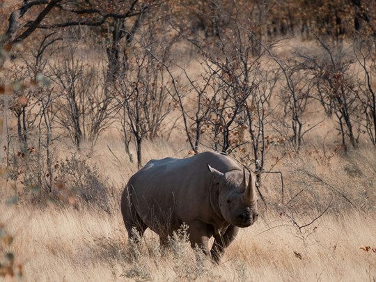 Un rhinocéros noir dans le parc d'Etosha en Namibie