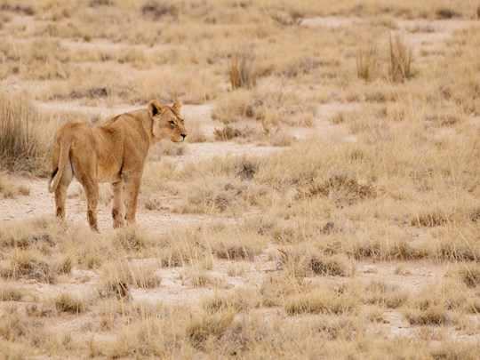 Une lionne dans la savane