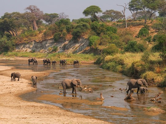 Les éléphants venus se rafraîchir dans les points d'eau