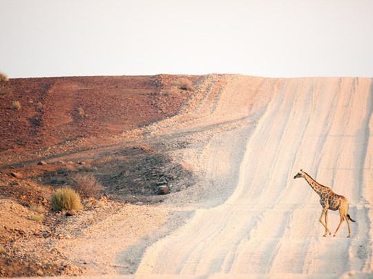Les girafes en Namibie traversant la route