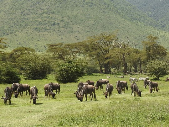 Les paysages diversifiés pour voir les Big Five