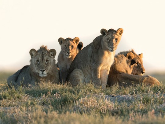 Une famille de lionnes au Botswana