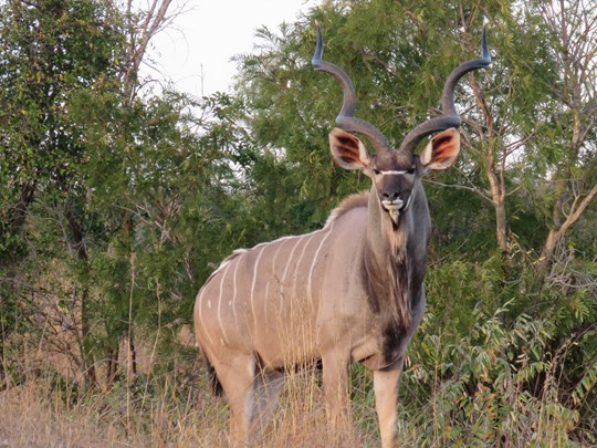 Un kudu dans le parc Kruger