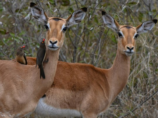 En compagnie de la faune locale à chaque pas