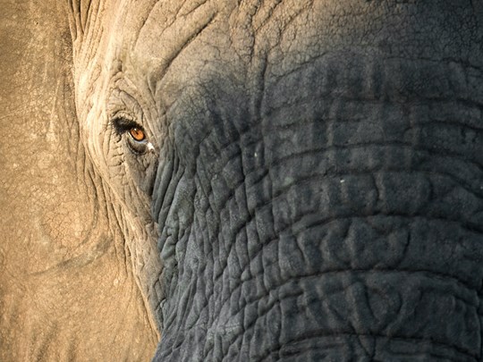 Au plus près des éléphants