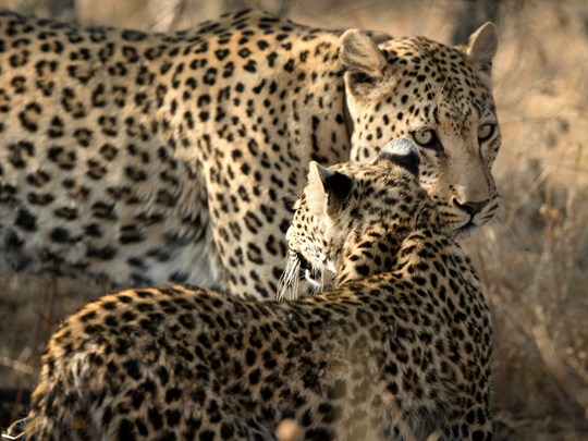 Les léopards au coeur de la savane