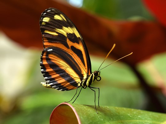 Les papillons du parc national Jozani