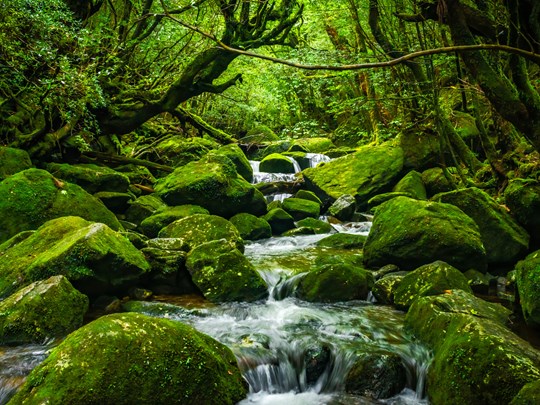Forêts verdoyantes de Yakushima